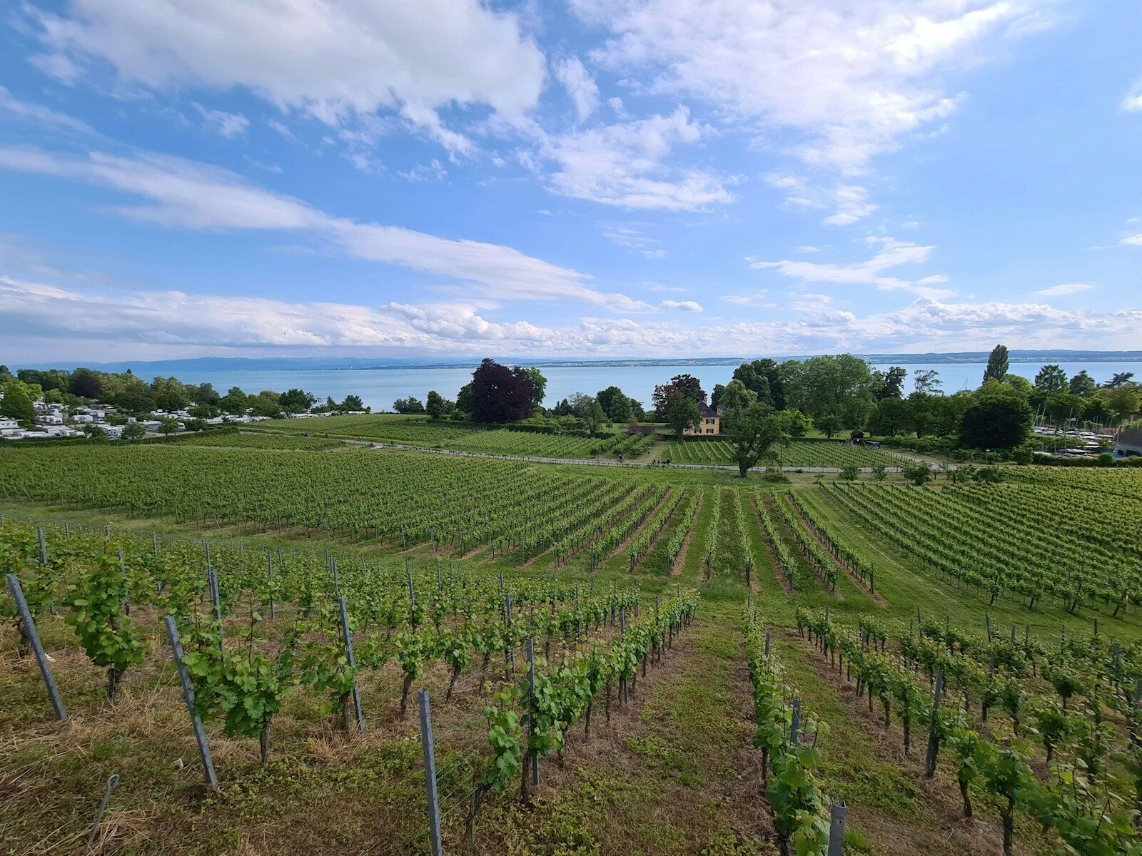 a large field of green plants next to a body of water