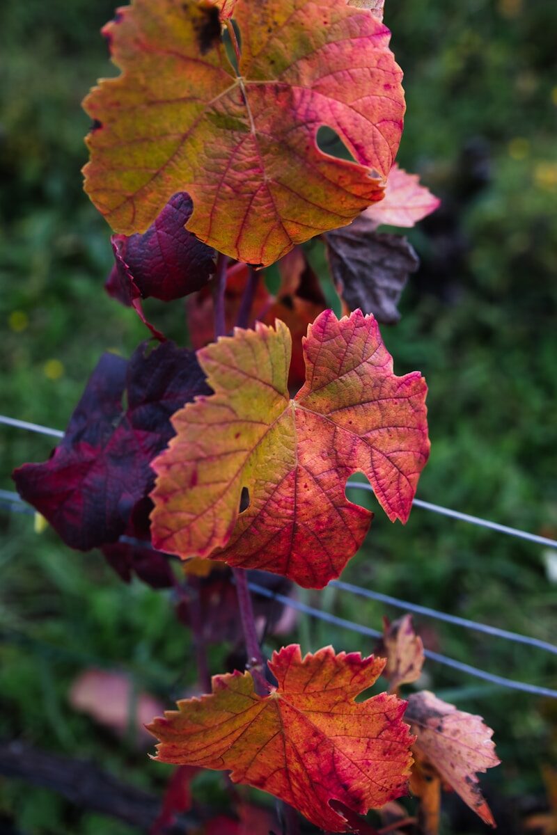 Autumn grape leaves changing color on a vine.